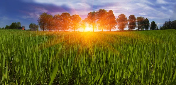 Feld der Frühlingsgrüße — Stockfoto