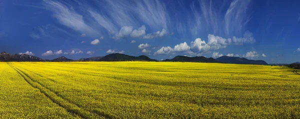 Rape field under blue sky — Stock Photo, Image