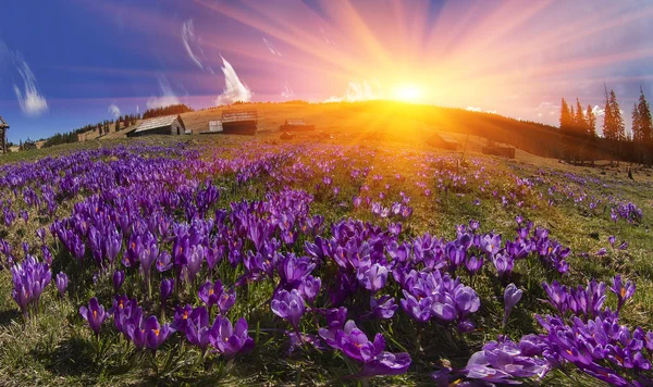 Frühlingsblumen Krokusse — Stockfoto