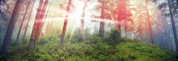 Hermoso bosque de Cárpatos después de la lluvia — Foto de Stock