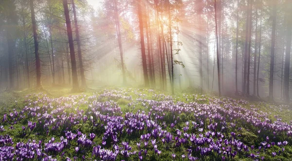 Floresta mágica dos Cárpatos ao amanhecer — Fotografia de Stock