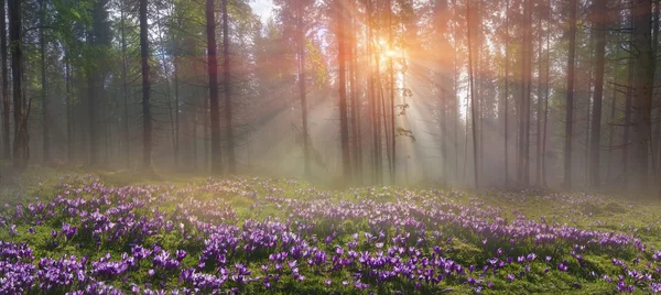 Floresta mágica dos Cárpatos ao amanhecer — Fotografia de Stock