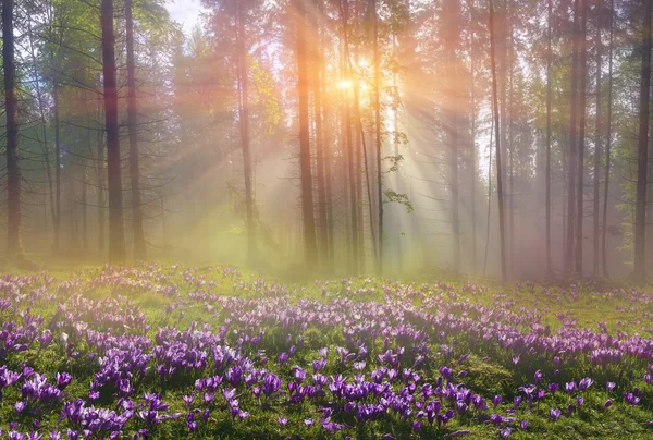 Bosque mágico de los Cárpatos al amanecer —  Fotos de Stock