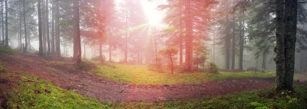 Vacker soluppgång i Carpathian forest — Stockfoto