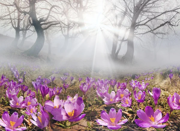 Jarní květy krokusy v horách — Stock fotografie