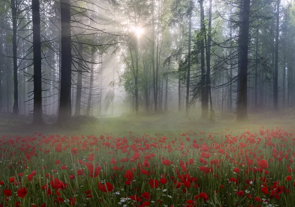 Bloeiende papavers in de vroege ochtend — Stockfoto