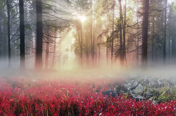 Almherbst im Schnee — Stockfoto