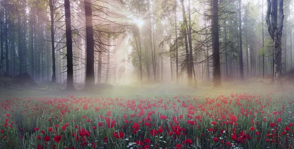 Floración amapolas en la madrugada —  Fotos de Stock