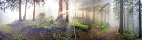 Alba panoramica nella foresta dei Carpazi — Foto Stock