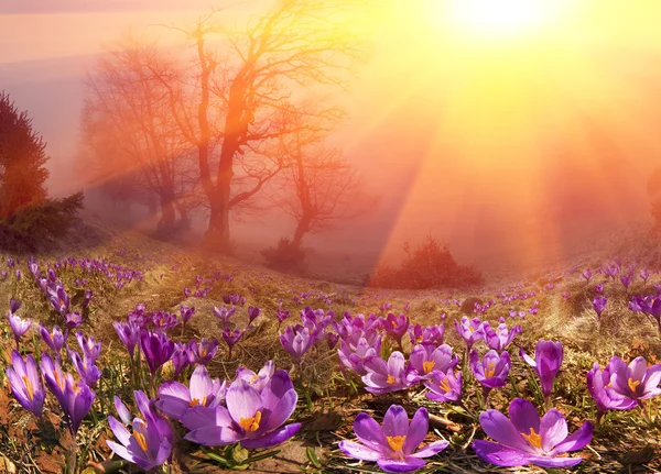 Crocus dans les montagnes carpates — Photo