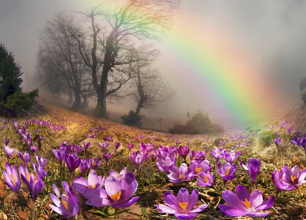 Beautiful Crocuses in carpathians — Stock Photo, Image