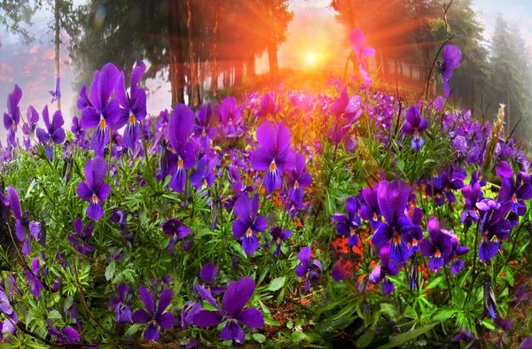 Viola tricolor bloemen — Stockfoto