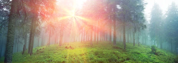 Nascer do sol na floresta dos Cárpatos — Fotografia de Stock