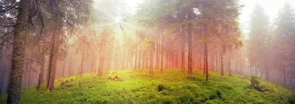 Východ slunce v Karpatských lesů — Stock fotografie
