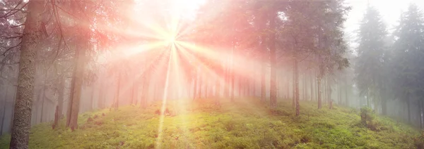 Lever de soleil dans la forêt des Carpates — Photo