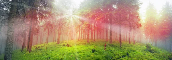 Sunrise in Carpathian forest — Stock Photo, Image