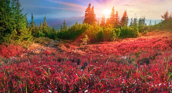 Blueberries in Carpathian mountains