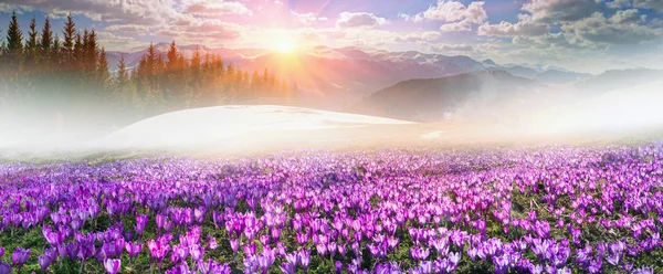 Krokussen bloeien onder Chernogora — Stockfoto