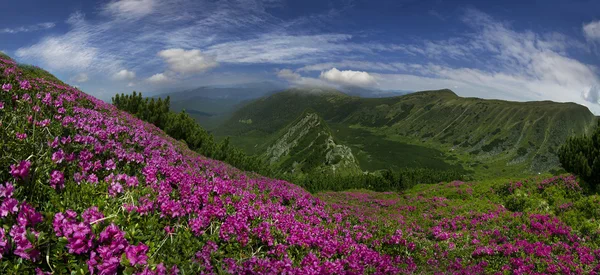 Рододендроны, цветущие в горах — стоковое фото