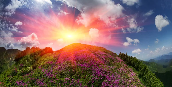 Rhododendron blüht in den Bergen — Stockfoto