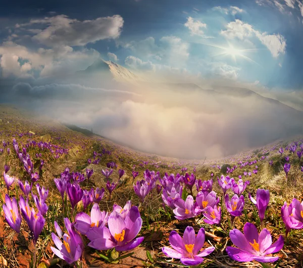 Crocuses in Carpathian mountains