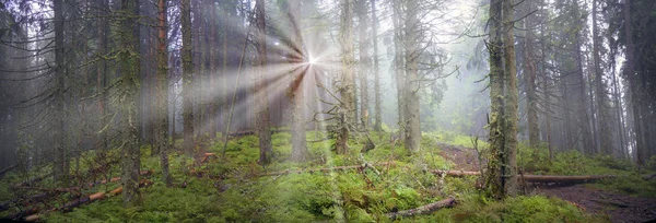 Sunrise in Carpathian forest — Stock Photo, Image