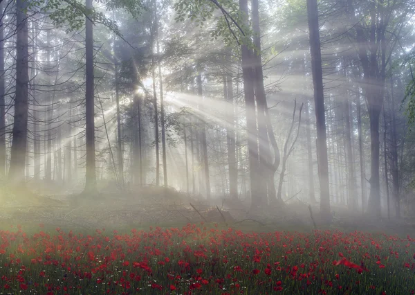 Alpenmohn in den Karpaten — Stockfoto