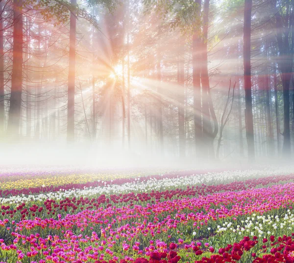 Campo de tulipas na manhã enevoada — Fotografia de Stock