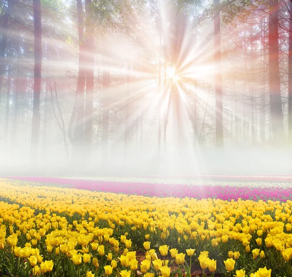 Champ de tulipes dans la matinée brumeuse — Photo