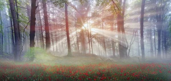 Alpenmohn in den Karpaten — Stockfoto