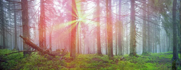 日出在喀尔巴阡森林 — 图库照片