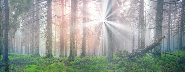 Gündoğumu Karpat orman — Stok fotoğraf