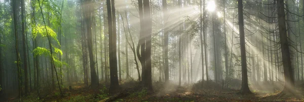 Magic Carpathian forest at dawn — Stock Photo, Image