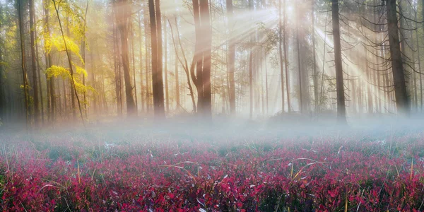 Magiska Carpathian forest i gryningen — Stockfoto