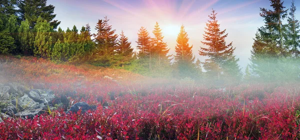 Autumn in carpathian mountains — Stock Photo, Image