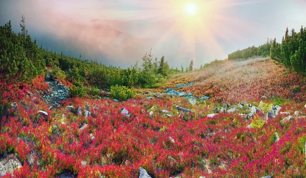 Borůvčí na podzim Karpaty — Stock fotografie