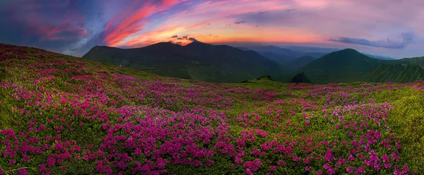 Рододендроны, цветущие в горах — стоковое фото