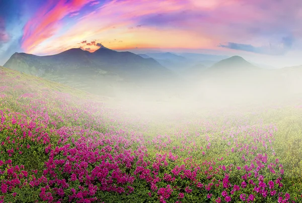 Rododendri in fiore in montagna — Foto Stock