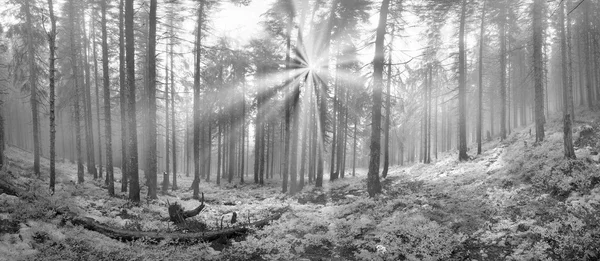 Amanecer escénico en el bosque de los Cárpatos —  Fotos de Stock