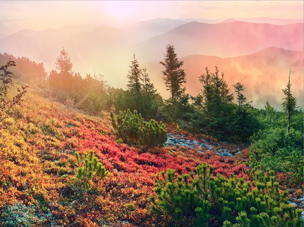 Альпийская осень в Горганах — стоковое фото