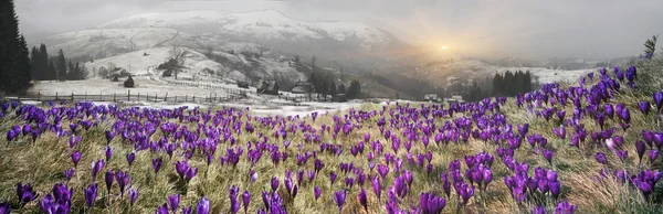 Crocuses blooming in mountains — Stock Photo, Image