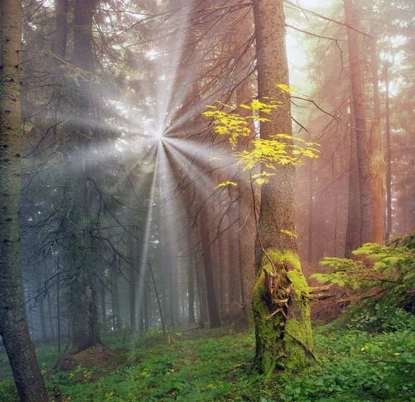 Karpatského lesa po dešti — Stock fotografie