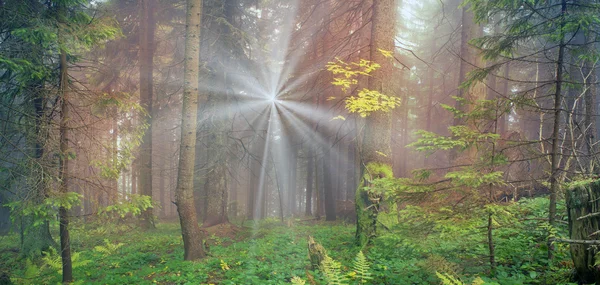 Sunrise in Carpathian forest — Stock Photo, Image