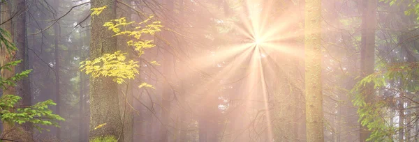 Amanecer en el bosque de los Cárpatos — Foto de Stock