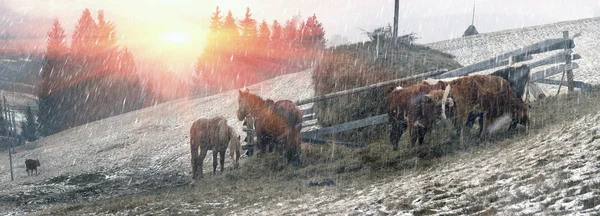 Cavalos e vacas em pastagem na nevasca — Fotografia de Stock