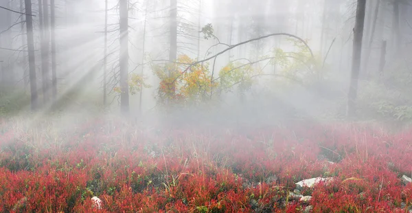 Karpaterna dimmig skog efter regn — Stockfoto