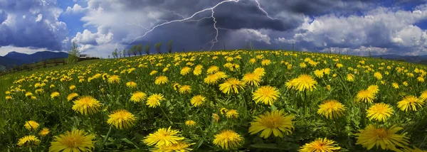 Lato mniszek kwiaty po deszczu — Zdjęcie stockowe