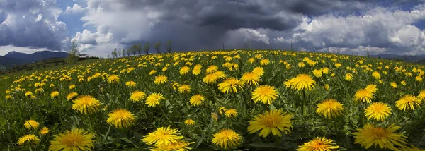 Summer flowers dandelions after rain — Stock Photo, Image
