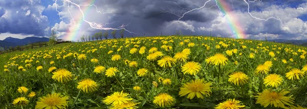 Lato mniszek kwiaty po deszczu — Zdjęcie stockowe
