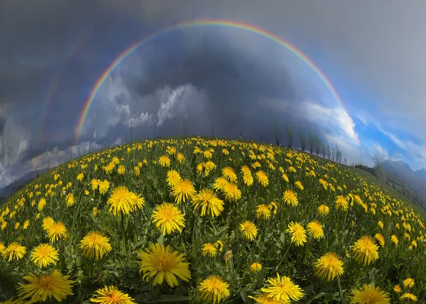 Καλοκαίρι λουλούδια πικραλίδες μετά από βροχή — Φωτογραφία Αρχείου